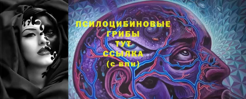 Галлюциногенные грибы Cubensis Торжок